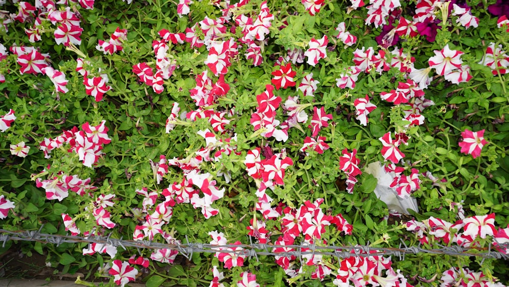 a bunch of red and white candy cane flowers