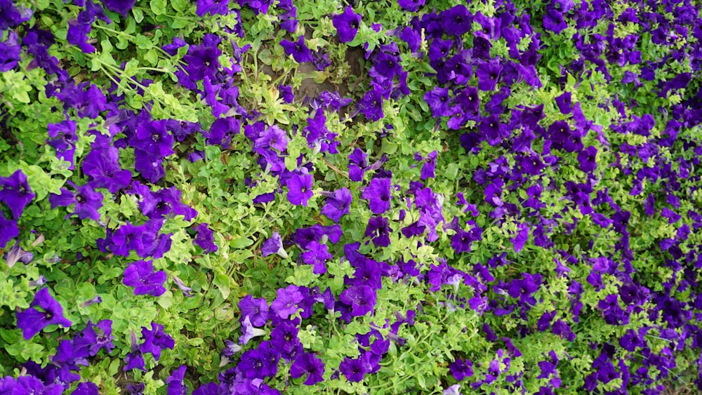 a field of purple flowers with green leaves