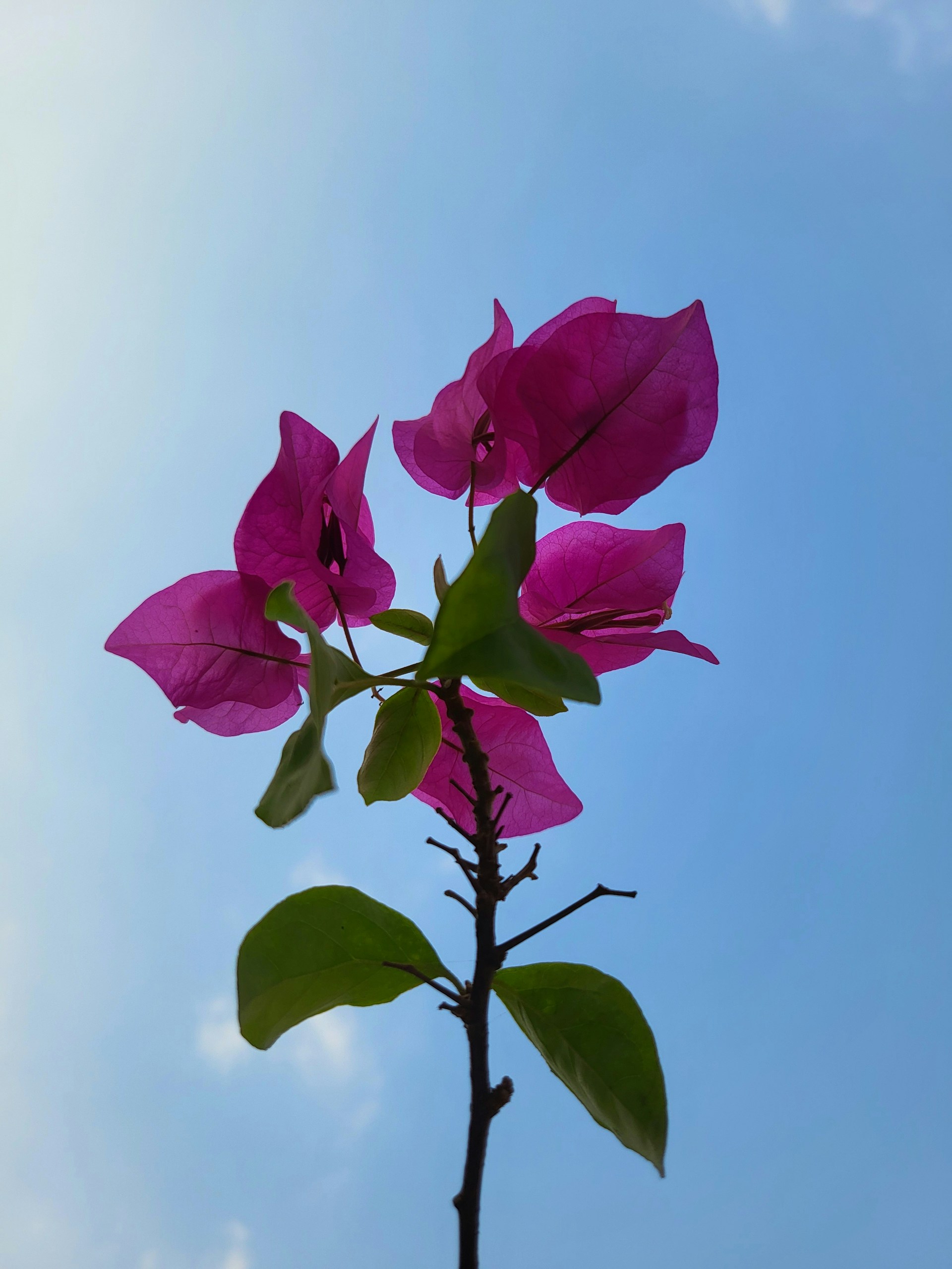 A colorful close-up of the fragrant Tagimoucia flower, native to Fiji, blooming against a backdrop of blue sky.
