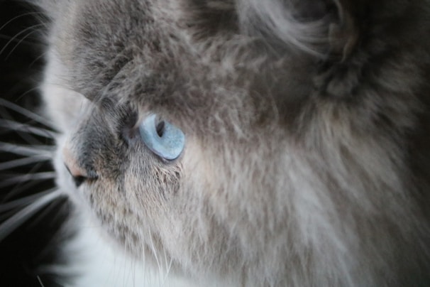A close-up profile view of a fluffy cat with bright blue eyes and long whiskers. The cat's fur appears thick and soft, with shades of gray and cream.