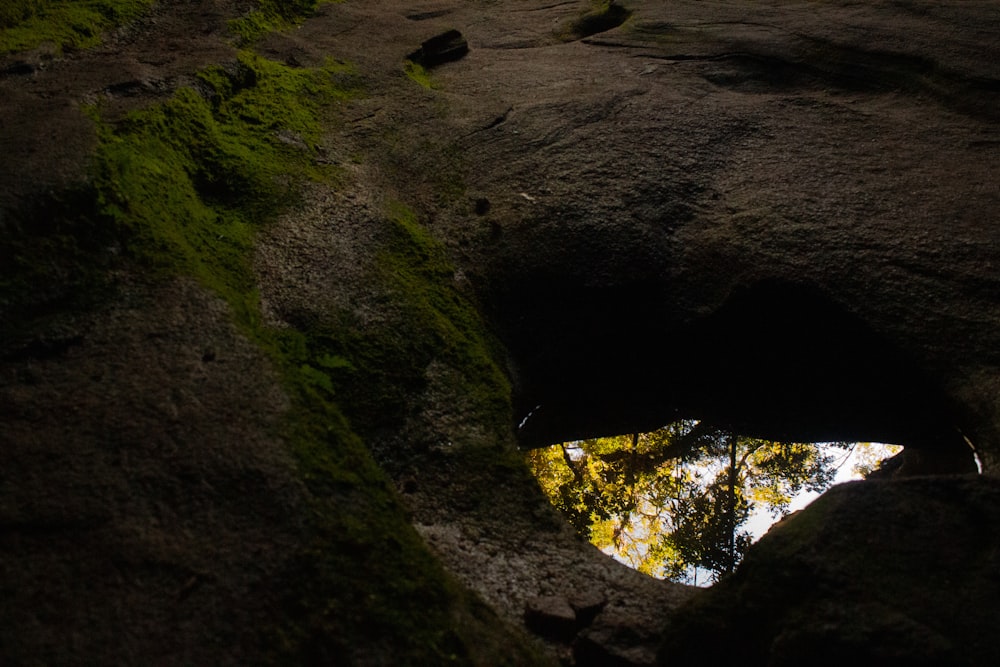 a reflection of a tree in a puddle of water