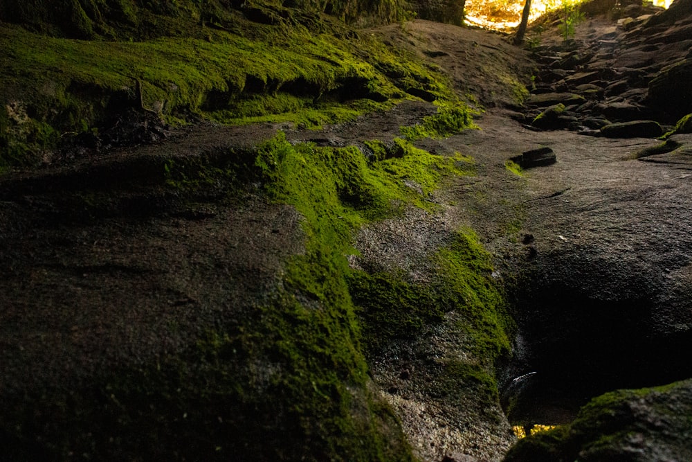 a path with moss growing on the rocks