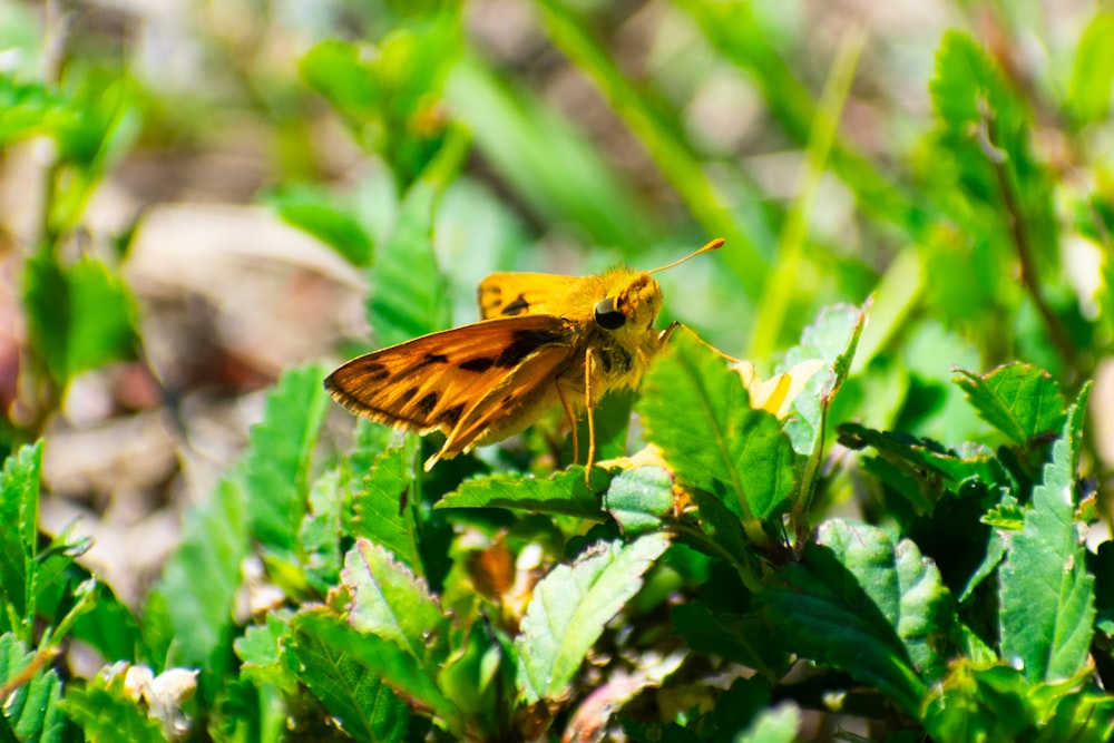 a small yellow butterfly sitting on top of a green plant