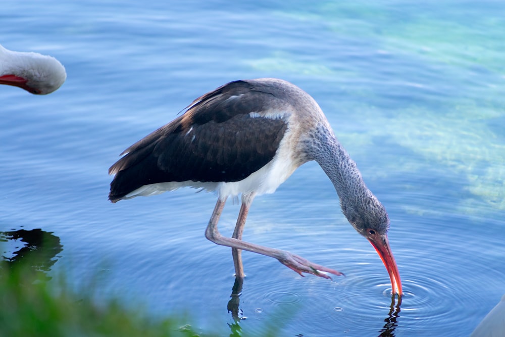 a bird with a long beak standing in the water