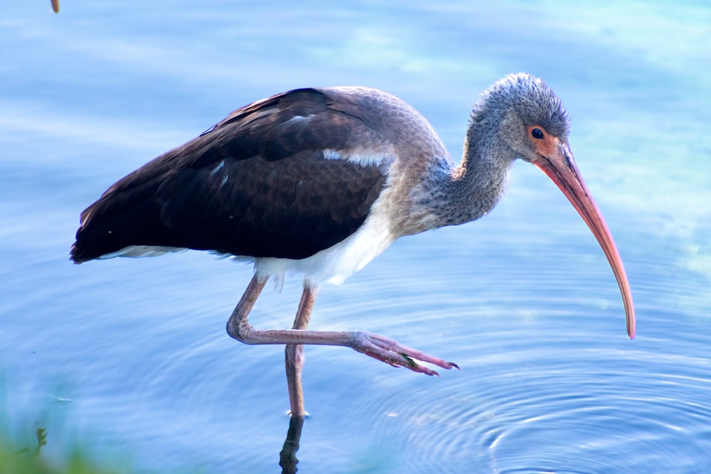 a bird with a long beak standing in the water