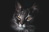 Close-up of a Maine Coon male's intense amber eyes glowing softly against a dark background.