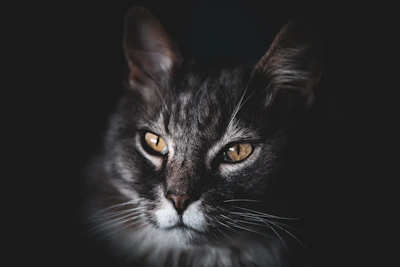 Close-up of a Maine Coon male's intense amber eyes glowing softly against a dark background.