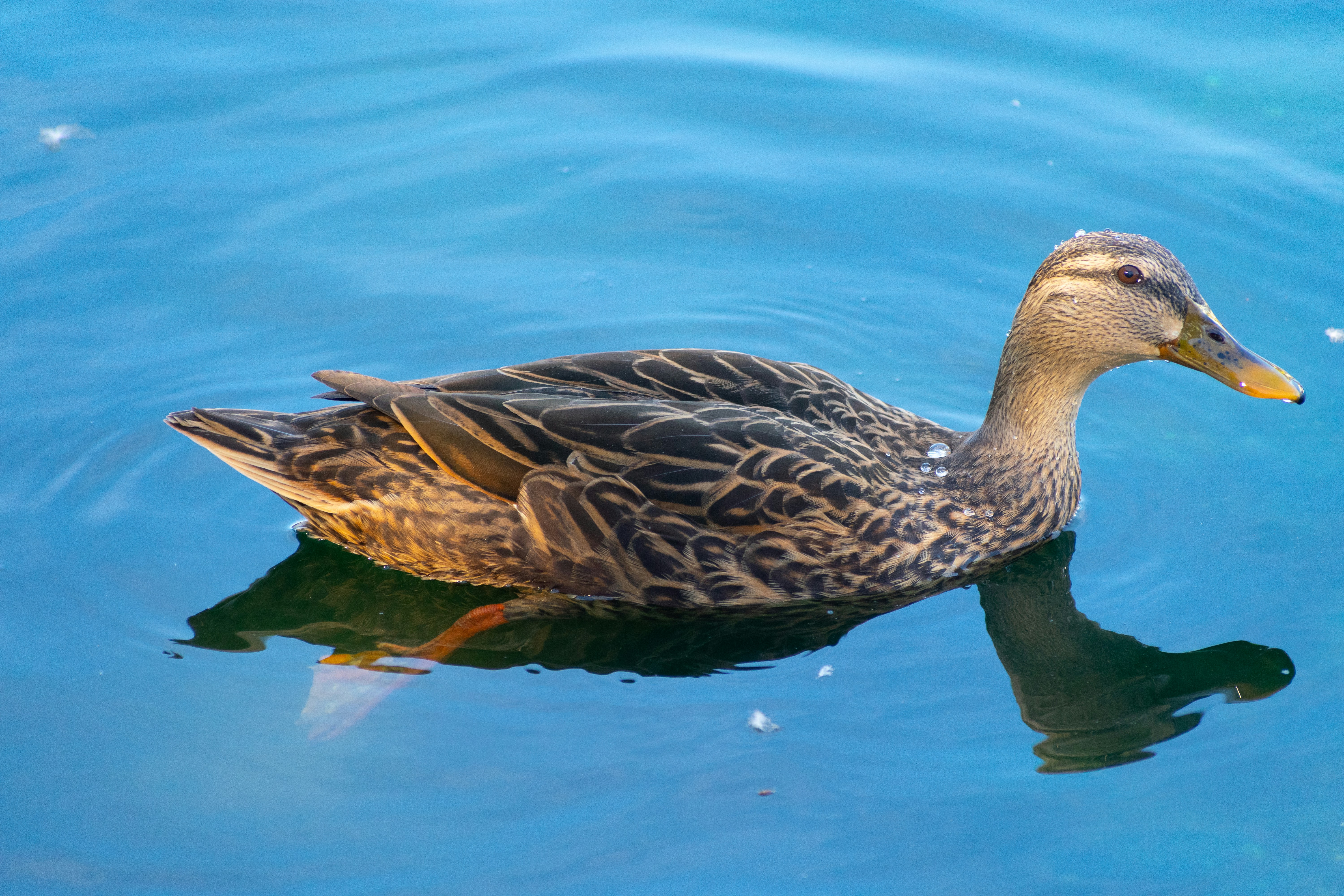 Photo by probablyrobin