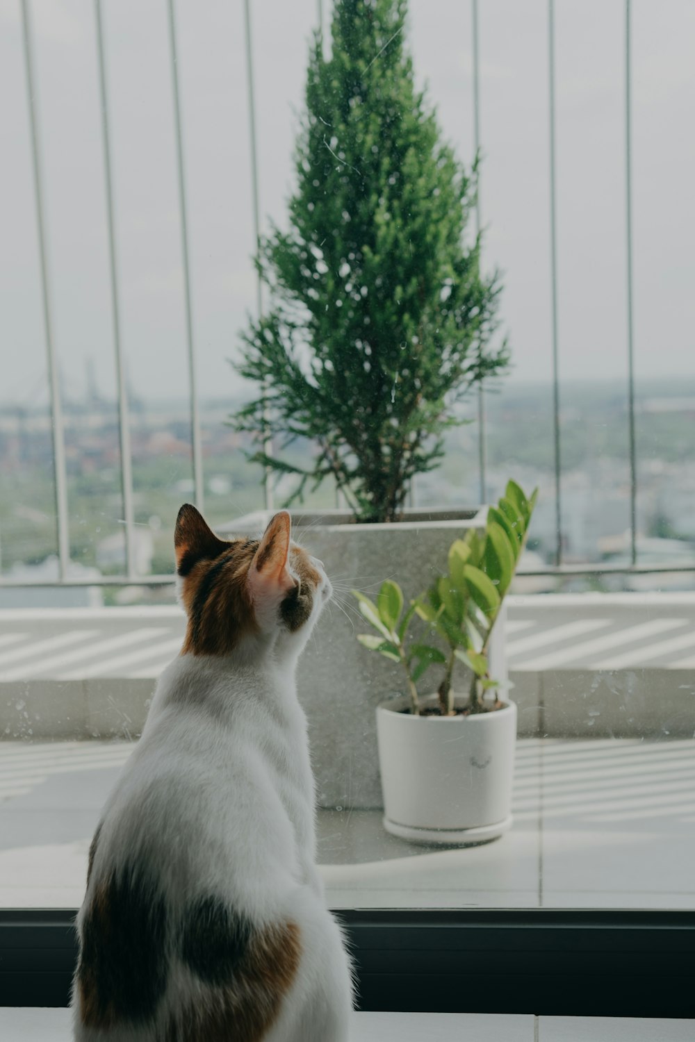 a cat sitting on a window sill looking out the window