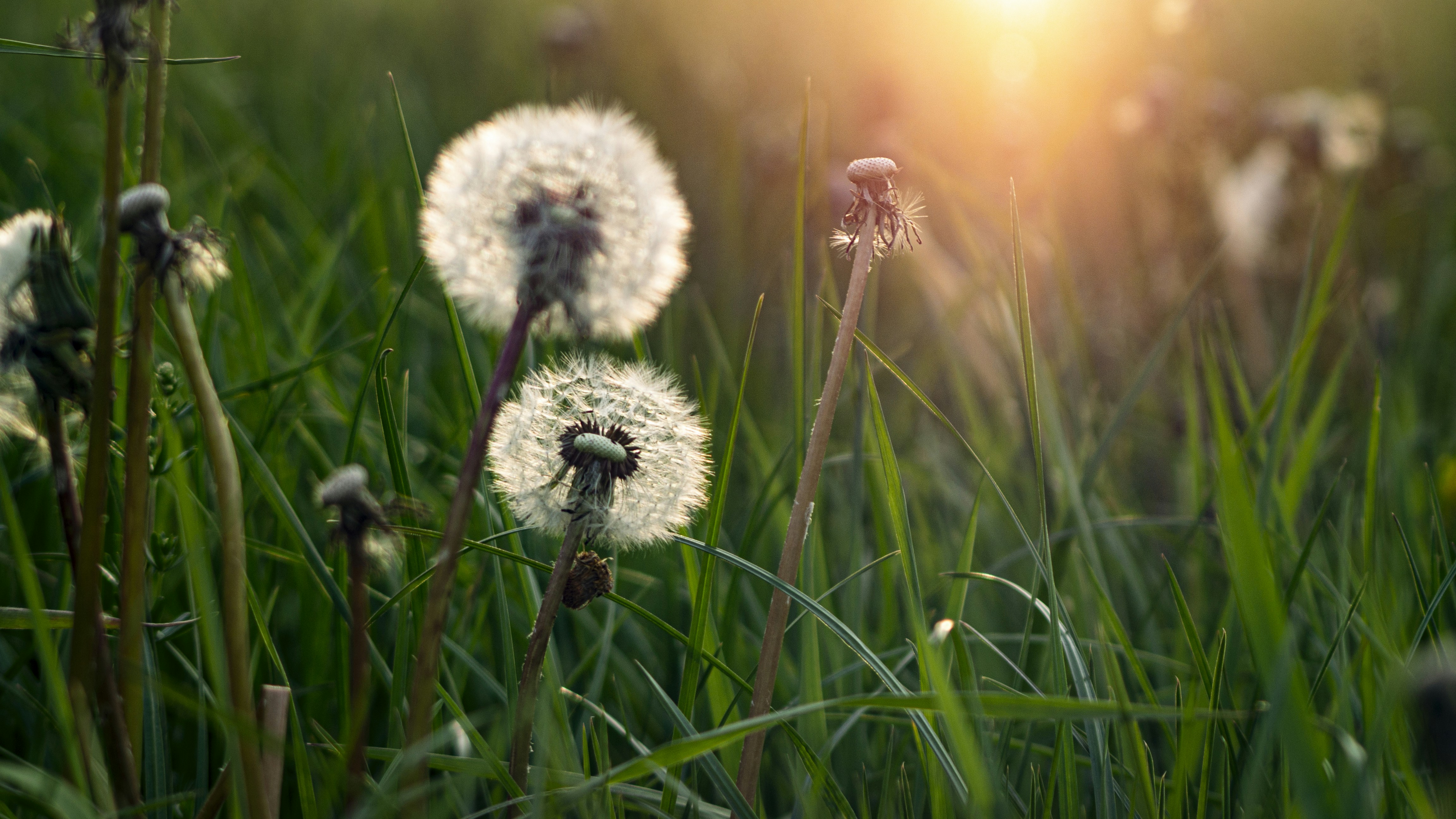 Photo by adventurer_ad