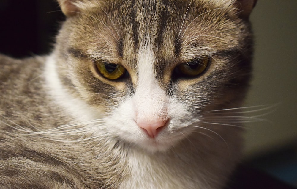 a close up of a cat with a blurry background