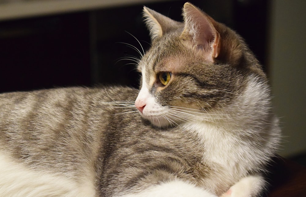 a close up of a cat laying on a table