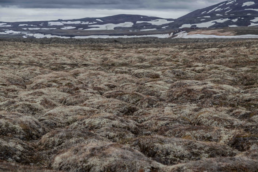 a field of grass with mountains in the background