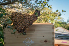 a swarm of bees on top of a beehive