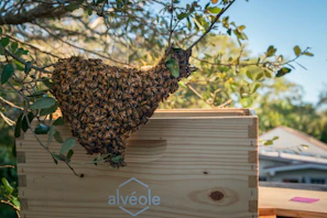 a swarm of bees on top of a beehive