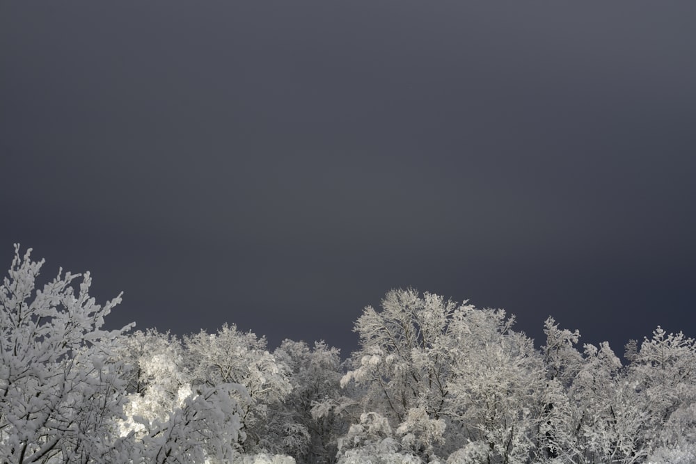 a group of trees covered in snow under a dark sky