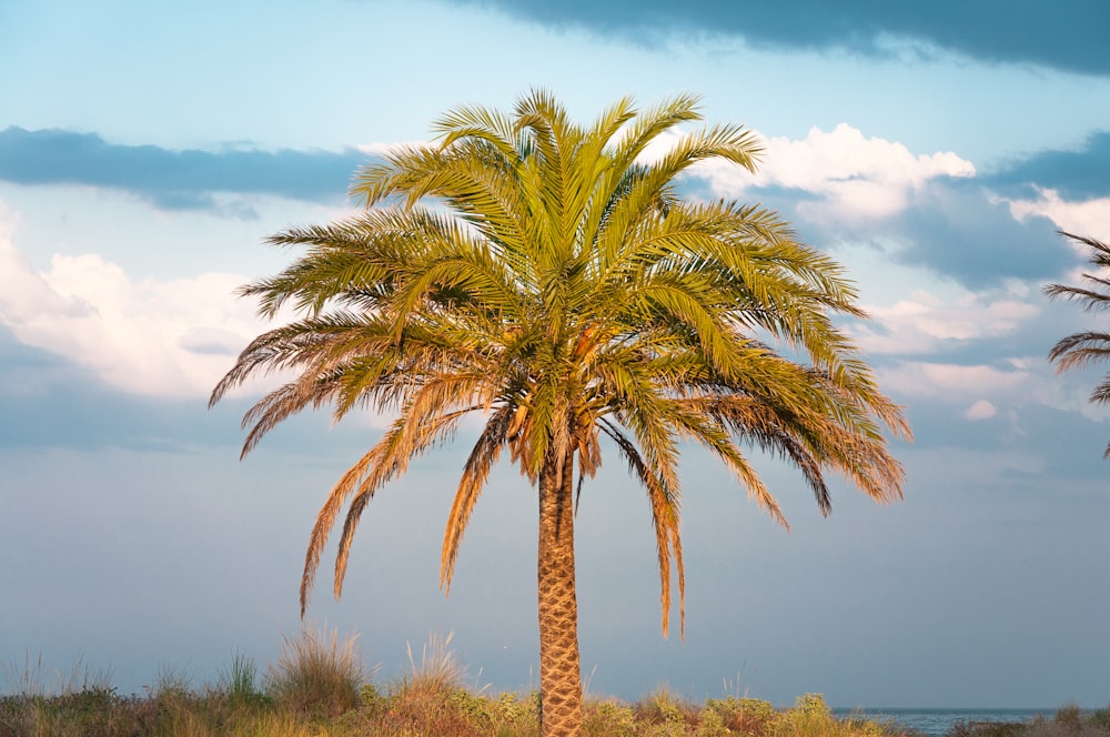 a palm tree in the middle of a field