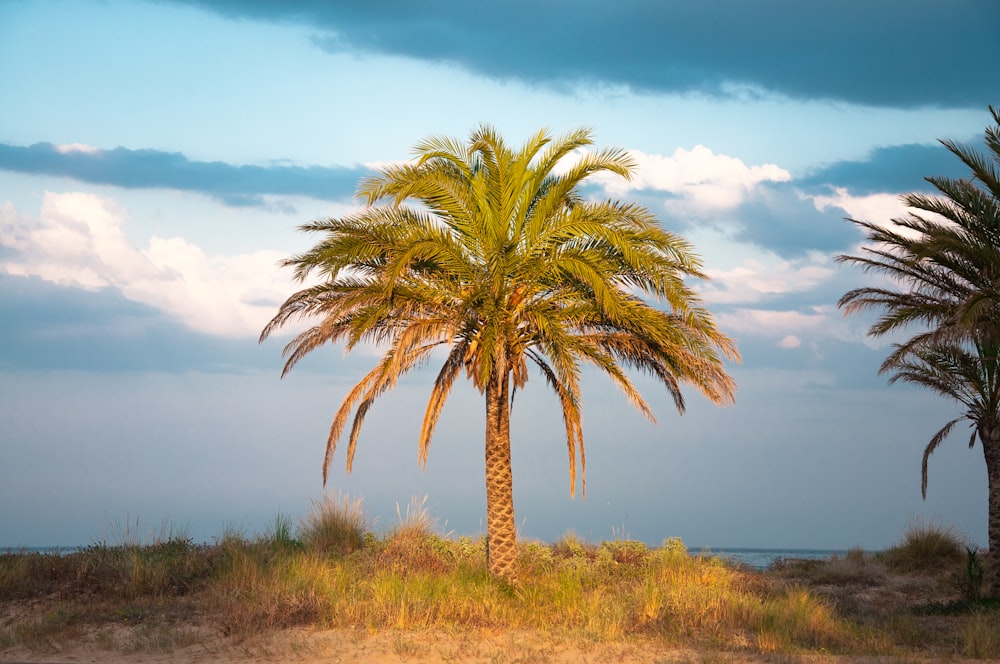 a couple of palm trees sitting next to each other