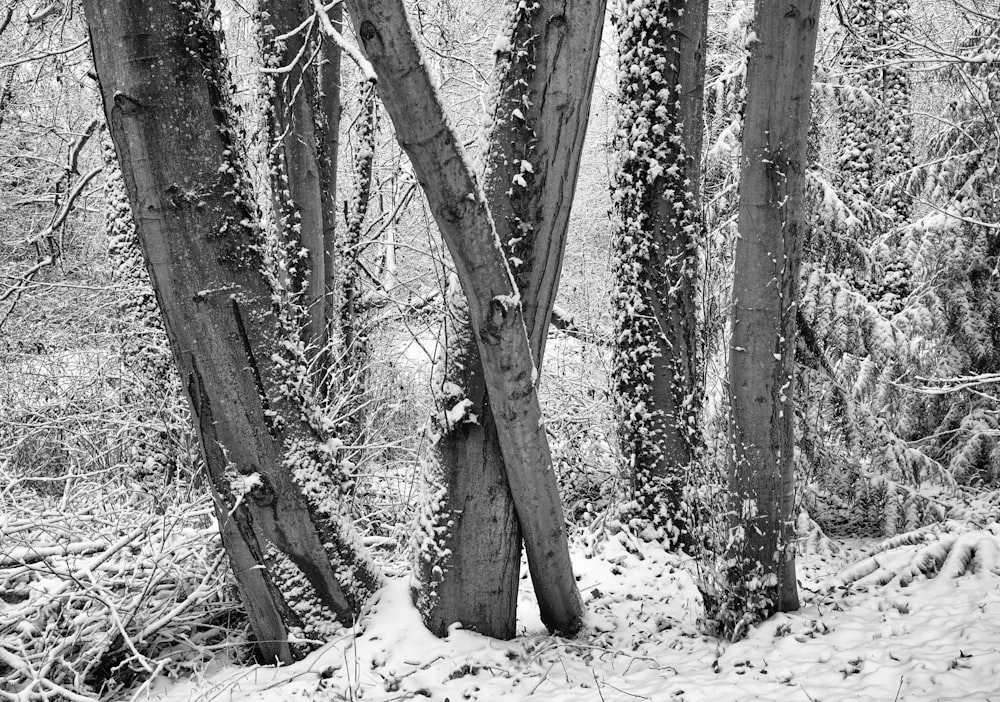 a black and white photo of trees covered in vines