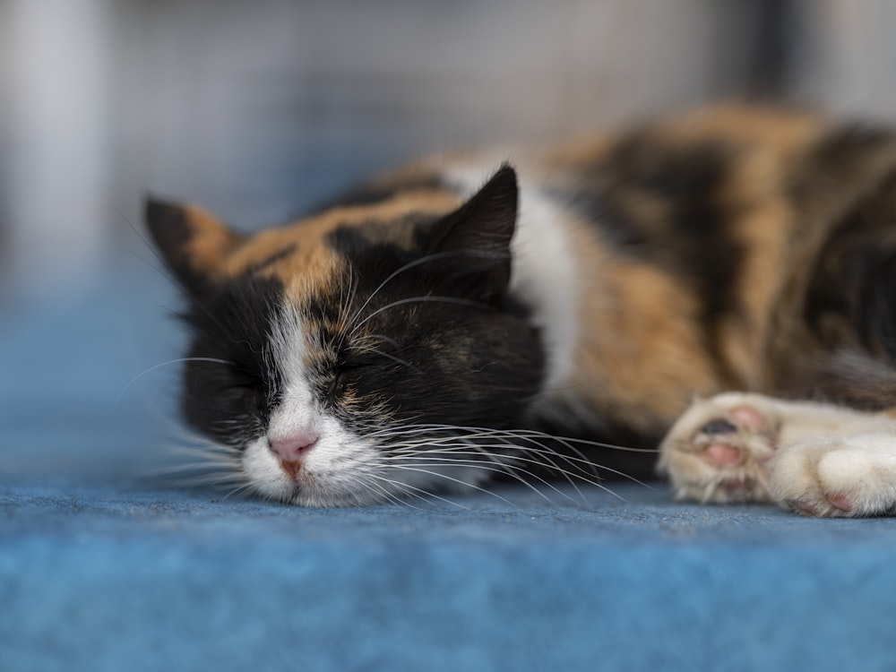 a calico cat sleeping on a blue carpet
