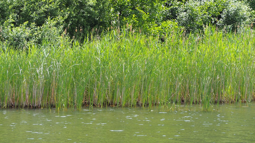 a body of water surrounded by tall grass