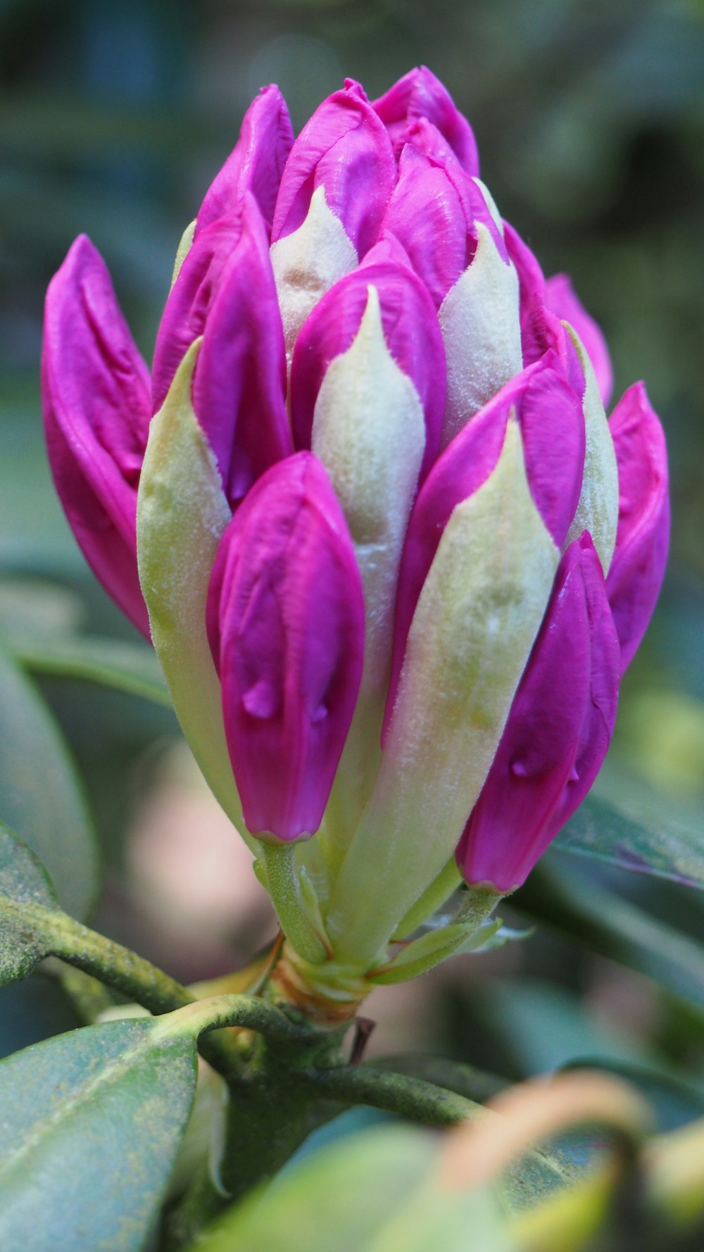 a close up of a pink flower with green leaves