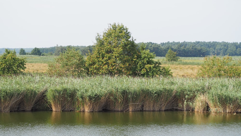 a large body of water surrounded by trees