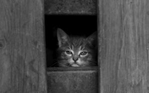 Close-up of a cat peeking out from the warm wood tones of an adivia custom pet furniture piece.