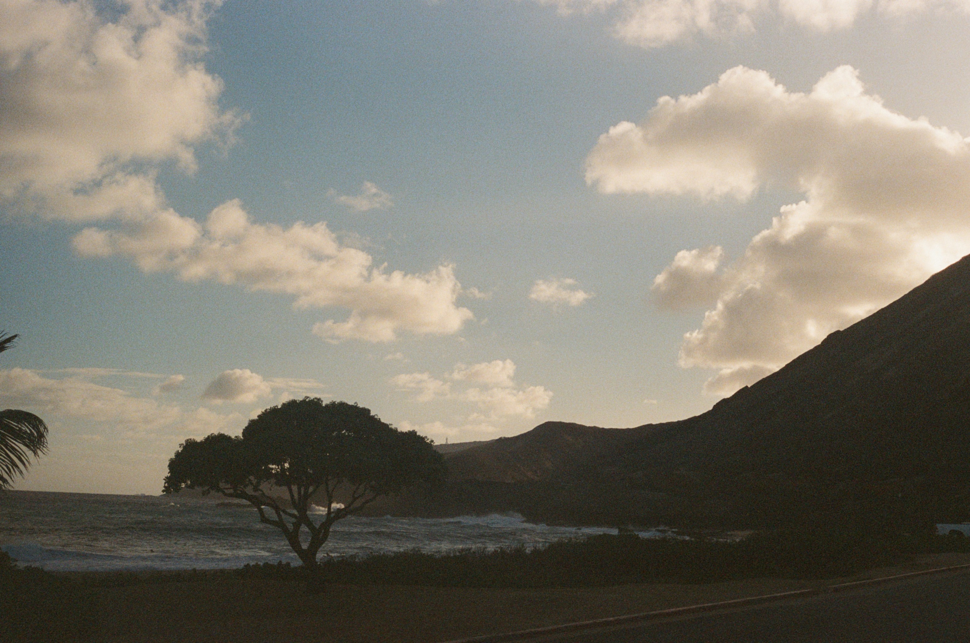 a tree on the side of a road near the ocean
