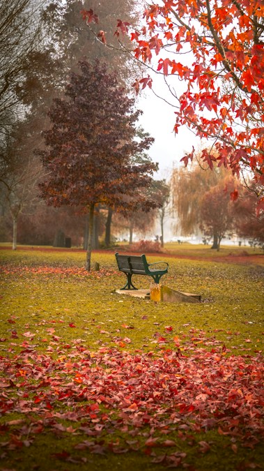 Un banc de parc entouré de feuilles mortes et d’arbres aux couleurs d’automne