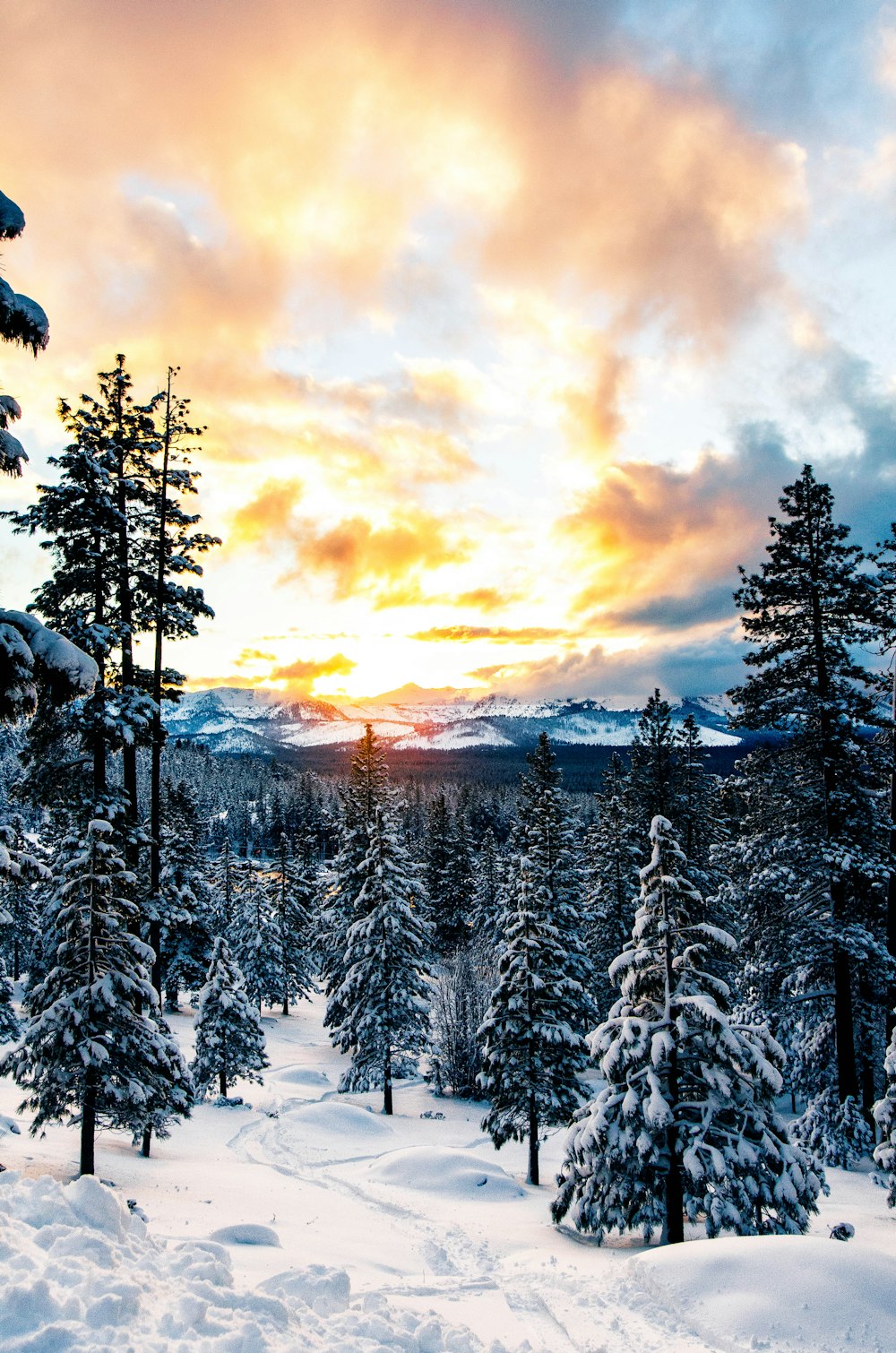 the sun is setting over a snowy forest