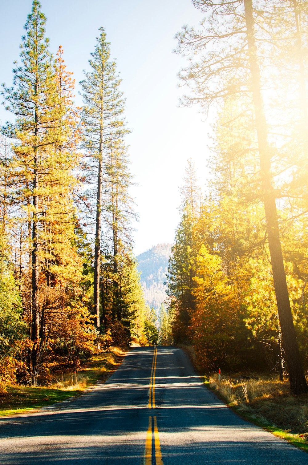 a road in the middle of a forest with lots of trees