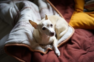 A small white dog with large ears rests comfortably on a plush, warm-looking blanket. The surrounding colors are rich and cozy, including shades of cream, brown, and a hint of mustard yellow from a nearby pillow.