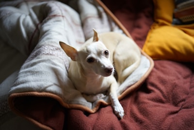 A small white dog with large ears rests comfortably on a plush, warm-looking blanket. The surrounding colors are rich and cozy, including shades of cream, brown, and a hint of mustard yellow from a nearby pillow.