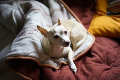 A small white dog with large ears rests comfortably on a plush, warm-looking blanket. The surrounding colors are rich and cozy, including shades of cream, brown, and a hint of mustard yellow from a nearby pillow.