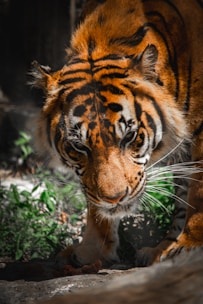 A close-up view of a tiger with intricate patterns on its fur, focusing intensely at the camera. Its orange coat with black stripes is vividly detailed, and the tiger's sharp eyes and whiskers are prominent. Surrounding vegetation and shaded areas provide a naturalistic background.