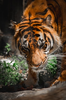A close-up view of a tiger with intricate patterns on its fur, focusing intensely at the camera. Its orange coat with black stripes is vividly detailed, and the tiger's sharp eyes and whiskers are prominent. Surrounding vegetation and shaded areas provide a naturalistic background.