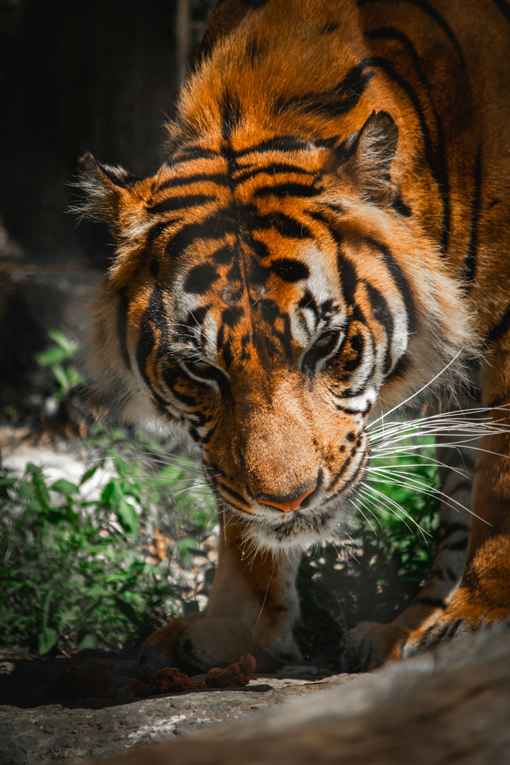 a large tiger walking across a dirt field