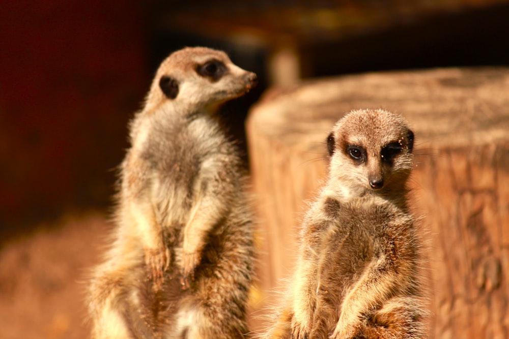a couple of meerkats standing next to each other