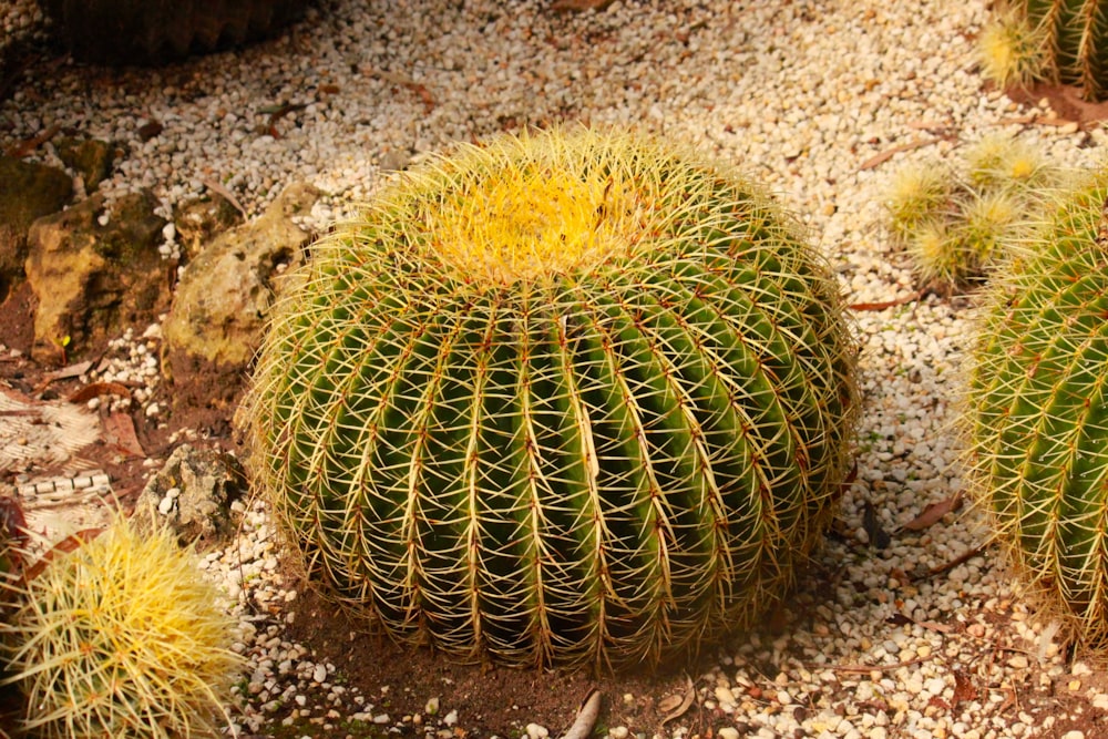 a group of cactus plants sitting on top of a dirt ground