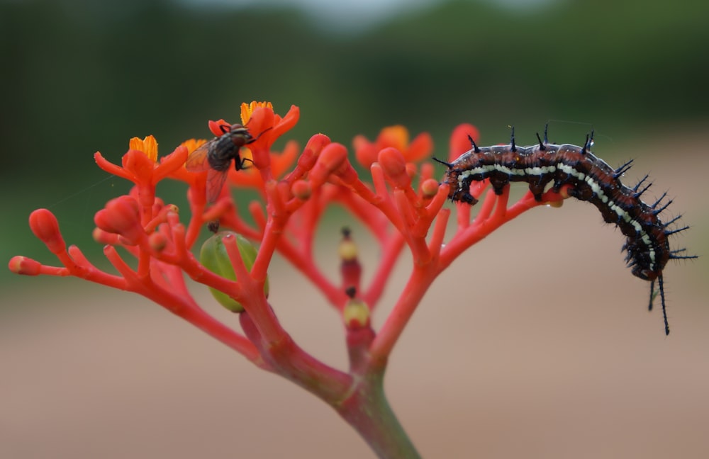 a close up of a plant with a caterpillar on it