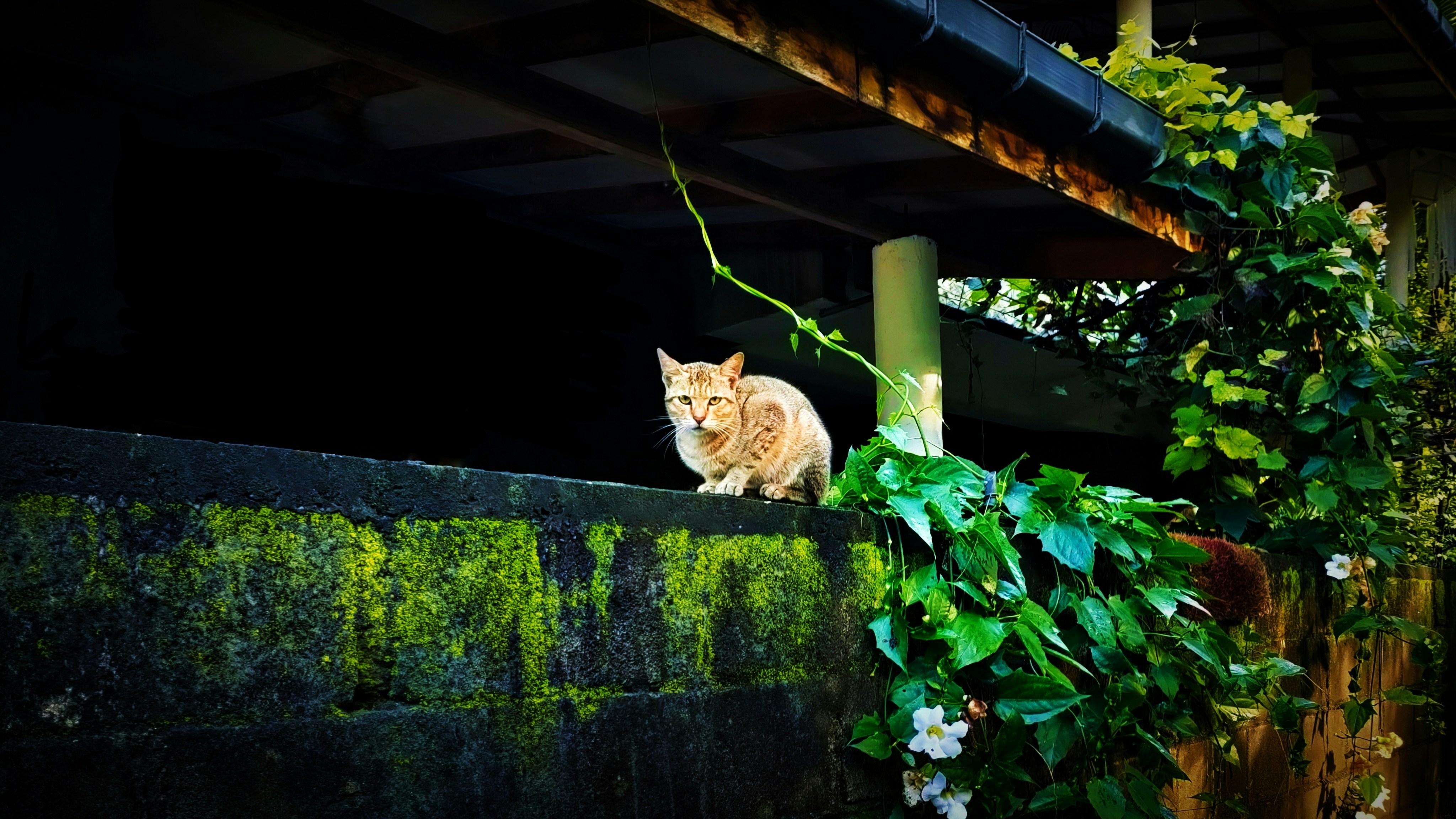 a cat sitting on top of a cement wall