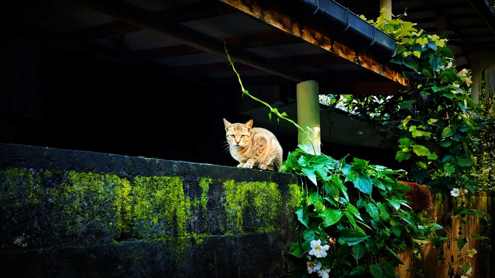 a cat sitting on top of a cement wall