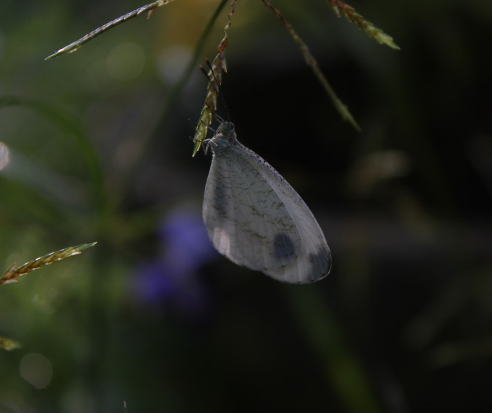 a white butterfly hanging from a green plant