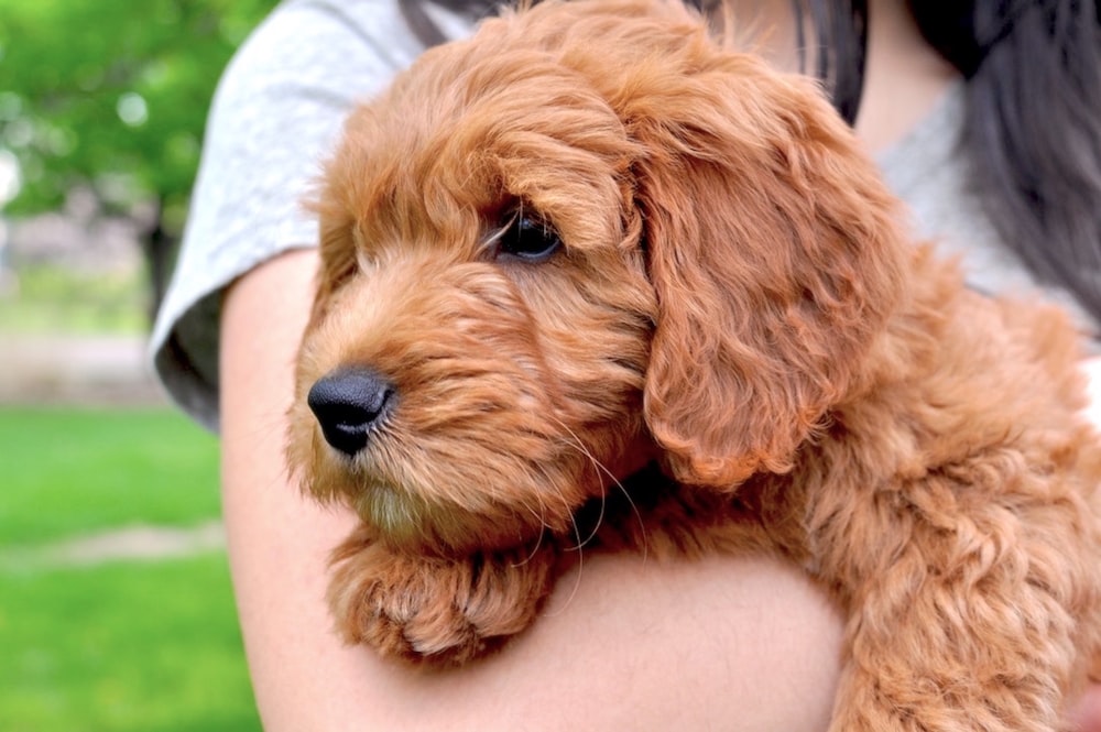 a woman holding a small brown dog in her arms