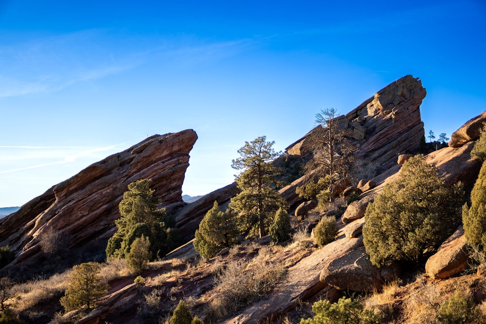 a group of trees growing on the side of a mountain