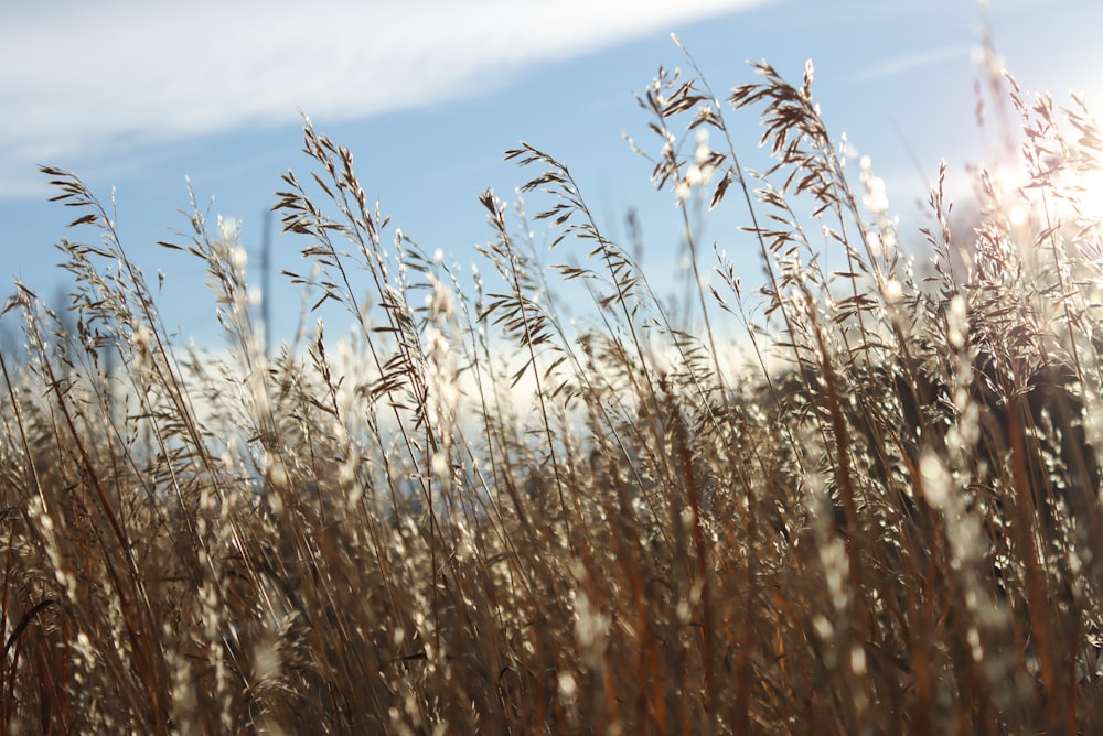 a field of tall brown grass under a blue sky