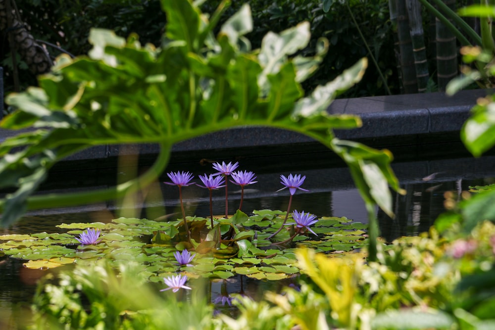 un étang rempli de nénuphars violets