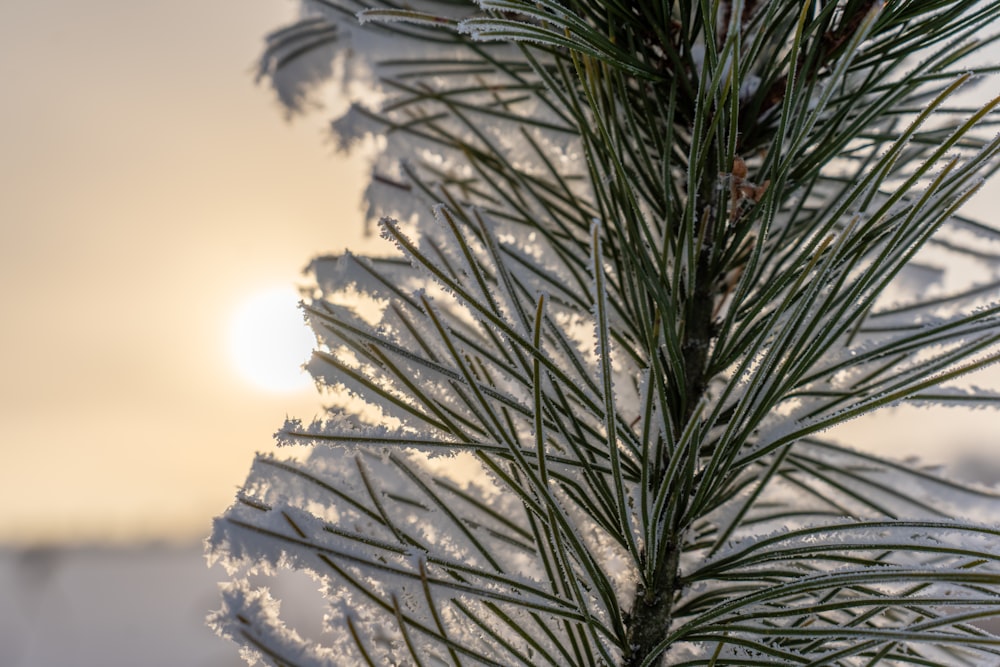 a close up of a pine tree with the sun in the background