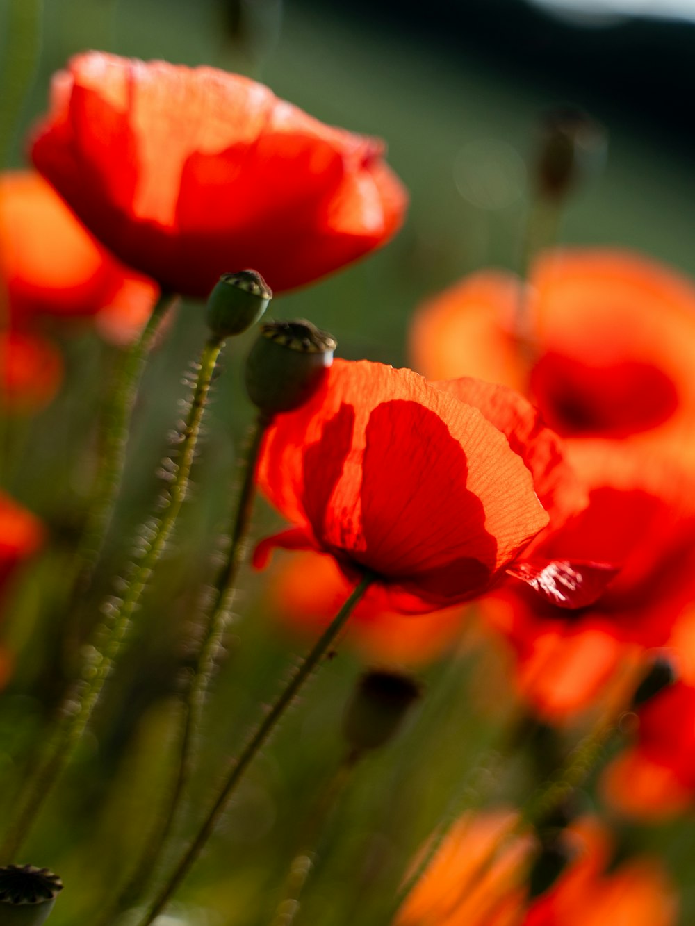 a bunch of red flowers that are in the grass